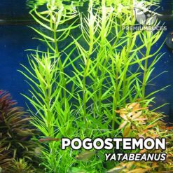 Compra online la planta para acuario Pogostemon Yatabeanus. Calidad y entrega excepcional. Pogostemon Yatabeanus en Premium Buces.