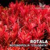 Buy the Rotala Rotundifolia aquarium plant online