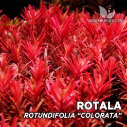 Compra online la planta para acuario Rotala Rotundifolia "Colorata". Calidad y entrega excepcional. Rotala Rotundifolia "Colorata" en Premium Buces.