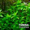 Compra online la planta para acuario Tonina Fluviatilis. Calidad y entrega excepcional. Tonina Fluviatilis