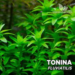 Compra online la planta para acuario Tonina Fluviatilis. Calidad y entrega excepcional. Tonina Fluviatilis" en Premium Buces.