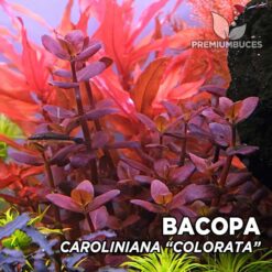 Compra online la planta para acuario Bacopa Caroliniana "Colorata". Calidad y entrega excepcional. Bacopa Caroliniana "Colorata" en Premium Buces.
