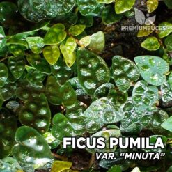 Compra online la planta para terrario Ficus Pumila var. "Minuta". Calidad y entrega excepcional. Ficus Pumila var. "Minuta" en Premium Buces.