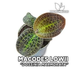 Compra online la Orquídea para terrario Macodes Lowii "Dossinia Marmorata". Calidad y entrega excepcional. Macodes Lowii "Dossinia Marmorata" en Premium Buces.