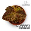 Compra online la Orquídea para terrario Macodes Sanderiana. Calidad y entrega excepcional. Macodes Sanderiana en Premium Buces.