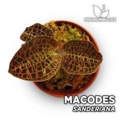Compra online la Orquídea para terrario Macodes Sanderiana. Calidad y entrega excepcional. Macodes Sanderiana en Premium Buces.