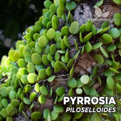 Compra online la planta para terrario Pyrrosia Piloselloides. Calidad y entrega excepcional. Pyrrosia Piloselloides en Premium Buces.