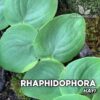 Compra online Rhaphidophora Hayi. Calidad y entrega excepcional. Rhaphidophora Hayi en oferta en Premium Buces.