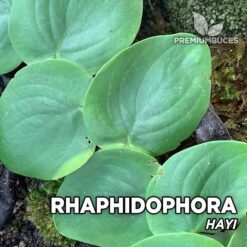 Compra online Rhaphidophora Hayi. Calidad y entrega excepcional. Rhaphidophora Hayi en oferta en Premium Buces.