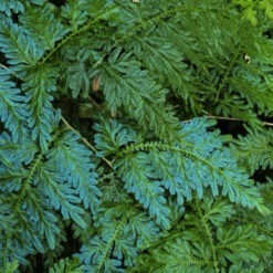 ferns