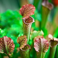 Carnivorous plants