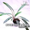 Bucephalandra Minotaur planta para Acuario