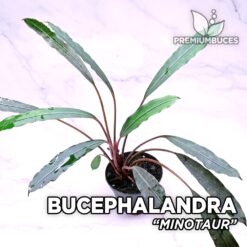 Bucephalandra Minotaur planta para Acuario