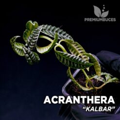 Acranthera Kalbar planta para Terrario