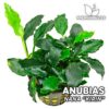 Anubias Nana Kirin plante pour aquarium