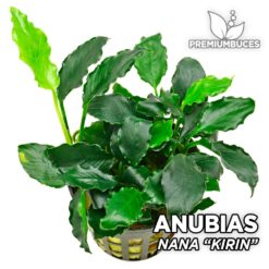 Anubias Nana Kirin planta para Acuario