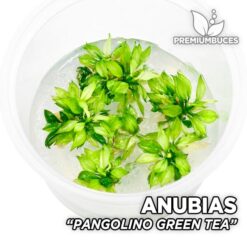 Anubias Pangolino Green Tea planta para Acuario