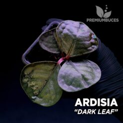 Ardisia Dark Leaf planta para Terrario
