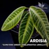 Ardisia Sumatera Green Emblemantha Urnulata planta para Terrario