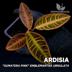 Ardisia Sumatera Pink Emblemantha Urnulata planta para Terrario