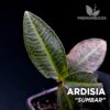 Pianta Ardisia Sumbar per terrario