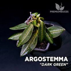 Argostemma Dark Green planta para Terrario