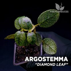 Argostemma Diamond Leaf planta para Terrario