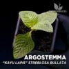 Planta de terrário Argostemma Kayu Lapis Streblosa Bullata