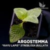 Argostemma Kayu Lapis Streblosa Bullata Terrario Pianta