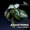 Argostemma Light Green planta para Terrario