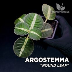 Argostemma Round Leaf planta para Terrario