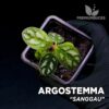 Argostemma Sanggau plant voor terrarium