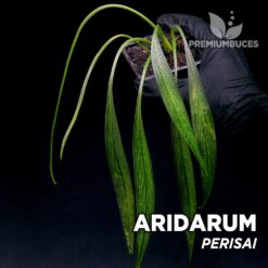 Aridarum Perisai planta para Terrario