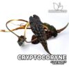 Cryptocoryne Uenoi planta de Acuario