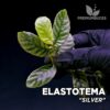 Elastotema Silver planta para Terrario