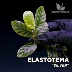 Elastotema Silver planta para Terrario