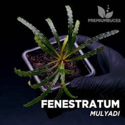 Fenestratum Mulyadi planta para Terrario