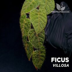 Ficus Villosa planta para Terrario