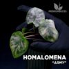 Homalomena Army planta para Terrario