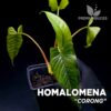 Homalomena Corong Pflanze für Terrarium