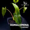 Plante Homalomena Corong pour terrarium