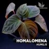 Homalomena Humilis pianta per terrario