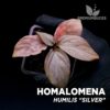 Homalomena Humilis Silver planta para Terrario