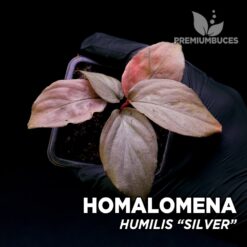 Homalomena Humilis Silver planta para Terrario
