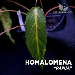 Homalomena Papua. Planta para Terrario