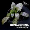 Homalomena Zilvergroene plant voor terrarium