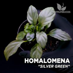 Homalomena Silver Green planta para Terrario