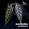 Plante de terrarium Kadsura Borneensis Pilea Kalbar