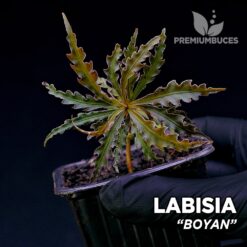 Labisia Boyan planta para Terrario
