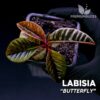 Labisia vlinderplant voor terrarium
